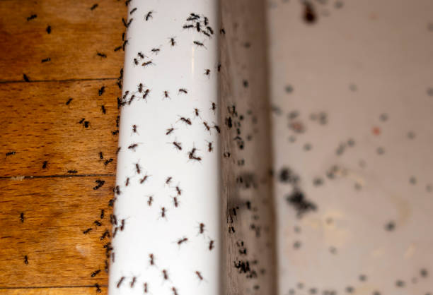 Best Wildlife Control Services  in Chalfant, CA